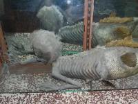 Откуда в музеях мира взялись мумии и скелеты русалок