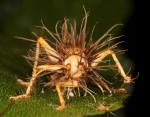 Грибы, которые делают из насекомых зомби: интересные факты о кордицепс