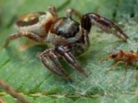 Доказан факт существования растительноядных пауков