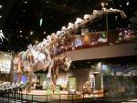 Аламозавр рушит все шаблоны о Великом вымирании: эти гиганты пережили падение метеорита и ещё долгое время жили на Земле