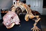 Кости динозавров возрастом тысячи лет. Как такое возможно?