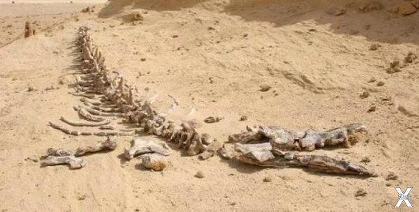 Скелет базилозавра, обнаруженный в Ег...