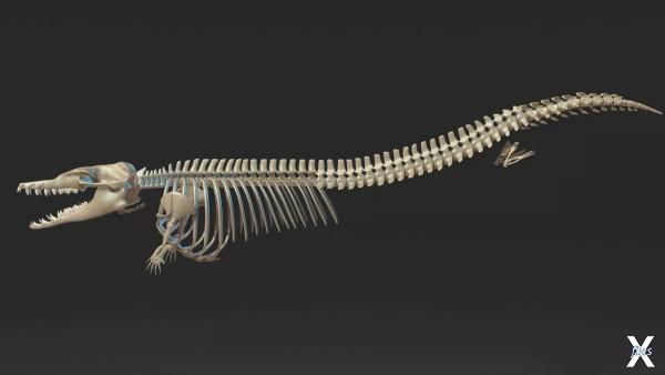 3D-модель скелета базилозавра