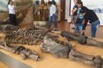 Священник из Эквадора хранил у себя скелет 7-метрового великана: позже были откопаны ещё три таких же