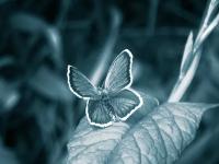 5 примеров «эффекта бабочки»: без них наш мир стал бы другим