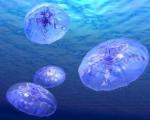 В Черном море завелись неизвестные ядовитые медузы