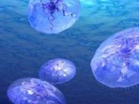 В Черном море завелись неизвестные ядовитые медузы