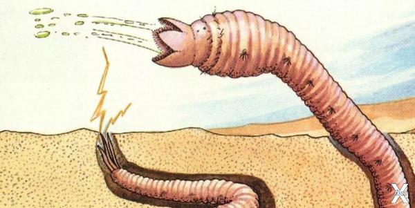 Плюющийся кислотой червяк из Монголии
