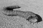Олгой-хорхой - червь из пустыни Монголии: он умеет плеваться кислотой и бить током