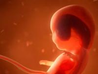 Людей будут выращивать искусственно? Впервые синтезирован эмбрион без яйцеклетки и сперматозоида