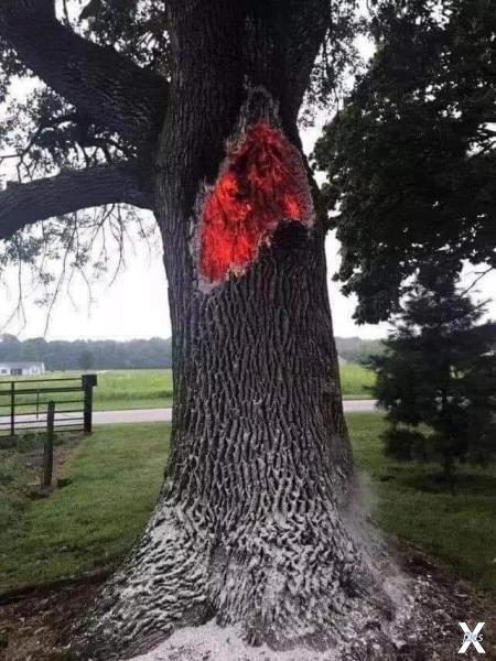 Дерево горит изнутри после удара молн...