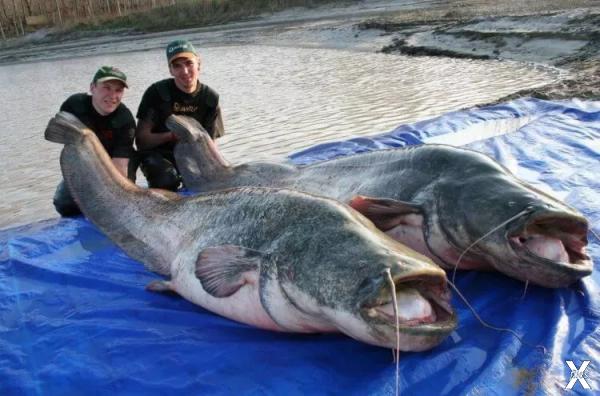 Рыбаки часто делятся большими уловами