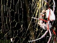 Биологи нашли самых больших пауков