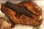 Страсти вокруг «Лондонского молотка»: что доказывает неуместный артефакт возрастом 100 миллионов лет