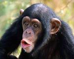 Ученые нашли культурные отличия у шимпанзе