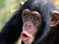 Ученые нашли культурные отличия у шимпанзе
