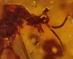 Ученые нашли доисторическую муху-единорога