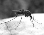 Комары "узнают" людей по запаху альдегида