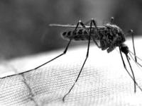 Комары "узнают" людей по запаху альдегида
