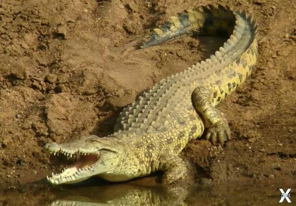 Нильские крокодилы могут вырастать до...