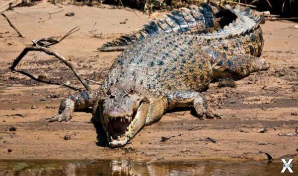 Большую часть времени крокодилы полза...