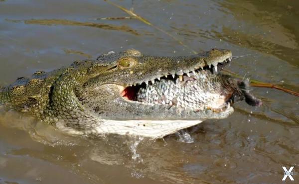 Обычно нильские крокодилы нападают не...