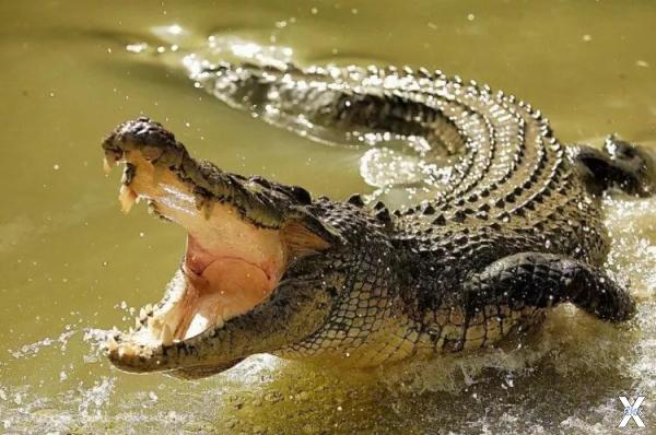 Дети для нильских крокодилов - самая ...