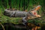Самый кровожадный крокодил в мире - он рвет на части бегемотов и нападает на плачущих детей