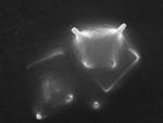 Открытие Милтона Уэйнрайта: учёные впервые сфотографировали внеземной микроорганизм