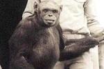 Легенда о "гуманзе": что известно о детеныше человека и шимпанзе, якобы родившемся в 1920-х годах