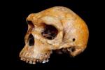 Родезийский череп: свидетельство древних технологий или "сафари" пришельцев