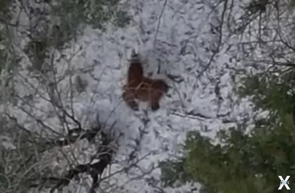 «Снежный человек», снятый с дрона в Ю...