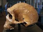 Тайна пулевых отверстий в доисторических черепах