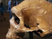 Тайна пулевых отверстий в доисторических черепах