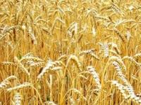 Генетически модифицированная пшеница остановит глобальное потепление