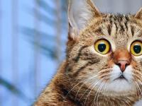 Немного тревожно: ученые рассказали, зачем кошки смотрят в одну точку и пугают людей