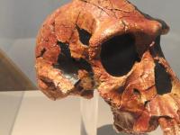Олдувайский артефакт: человечеству на самом деле больше миллиона лет?