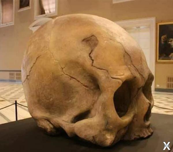 Огромный череп из Неаполя
