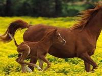 Ученые расшифровали геном лошади