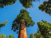 800-летний Гиперион: интересные факты про самое высокое дерево в мире