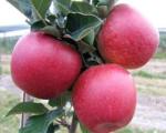 Австралийцы вывели лучшие яблоки в мире