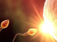 Ученые обнаружили Божью искру: она появляется после зачатия