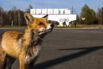 Животные под Чернобылем обретают сверхспособности: «неуязвимый» вид потряс ученых