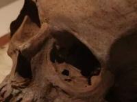 Запрещённая археология: древнейшему скелету человека более 230 миллионов лет