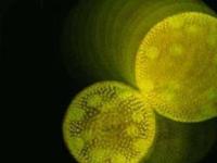 Ученые обнаружили необычное поведение водорослей