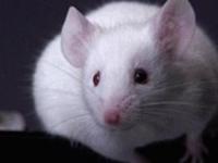 Обнаружен "ген настроения" мышей