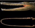 Среди доисторических обитателей Земли нашлись крокодил-блинчик и крокодил-утка