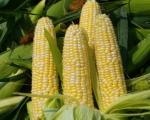 Ученые расшифровали геном кукурузы