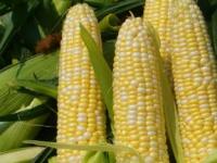 Ученые расшифровали геном кукурузы
