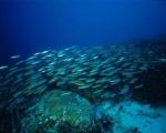 В мировом океане найдены почти 18 тысяч неизвестных видов